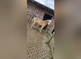 Haflinger, Stute, 10 Jahre, 145 cm, Fuchs