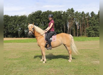 Haflinger, Stute, 10 Jahre, 145 cm, Fuchs