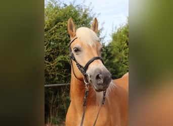 Haflinger, Stute, 10 Jahre, 145 cm, Fuchs