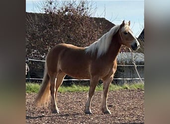 Haflinger, Stute, 10 Jahre, 146 cm