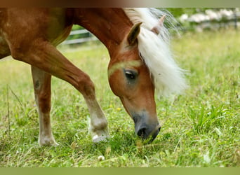 Haflinger, Stute, 10 Jahre, 146 cm, Fuchs