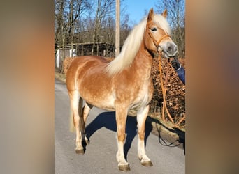 Haflinger, Stute, 10 Jahre, 146 cm, Fuchs