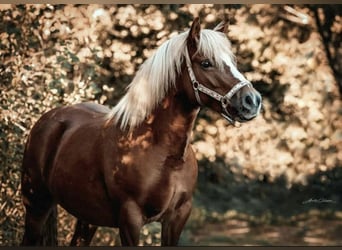 Haflinger Mix, Stute, 10 Jahre, 147 cm, Falbe