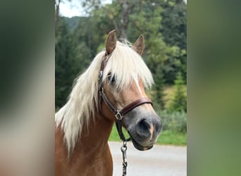 Haflinger, Stute, 10 Jahre, 147 cm, Fuchs