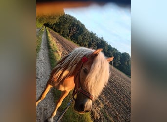 Haflinger, Stute, 10 Jahre, 147 cm, Fuchs