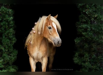 Haflinger, Stute, 10 Jahre, 148 cm, Fuchs