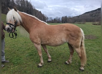 Haflinger, Stute, 10 Jahre, 148 cm, Fuchs