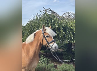 Haflinger, Stute, 10 Jahre, 148 cm, Fuchs