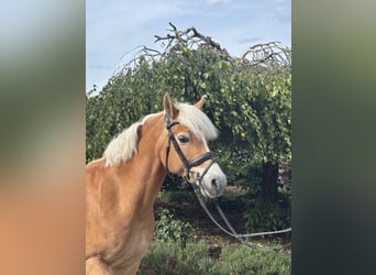 Haflinger, Stute, 10 Jahre, 148 cm, Fuchs