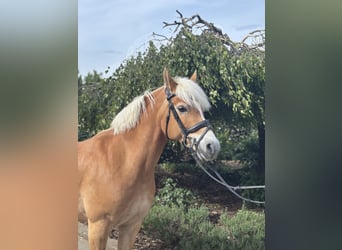 Haflinger, Stute, 10 Jahre, 148 cm, Fuchs