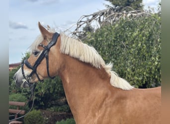 Haflinger, Stute, 10 Jahre, 148 cm, Fuchs