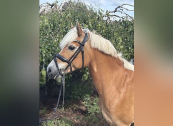 Haflinger, Stute, 10 Jahre, 148 cm, Fuchs