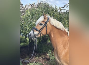 Haflinger, Stute, 10 Jahre, 148 cm, Fuchs