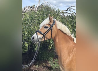 Haflinger, Stute, 10 Jahre, 148 cm, Fuchs