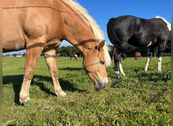 Haflinger, Stute, 10 Jahre, 148 cm, Fuchs
