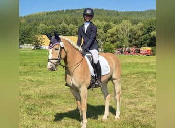 Haflinger, Stute, 10 Jahre, 148 cm, Fuchs