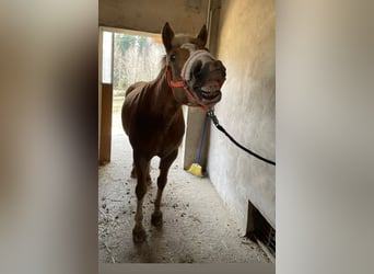 Haflinger, Stute, 10 Jahre, 150 cm, Fuchs