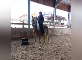 Haflinger, Stute, 10 Jahre, 151 cm, Fuchs