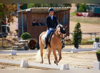 Haflinger, Stute, 10 Jahre, 152 cm, Fuchs