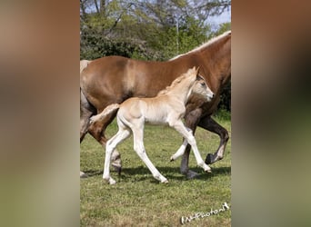 Haflinger, Stute, 10 Jahre, 154 cm, Fuchs