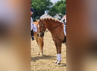 Haflinger, Stute, 10 Jahre, 154 cm, Fuchs