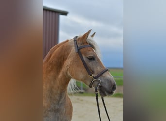 Haflinger, Stute, 10 Jahre, 155 cm, Fuchs