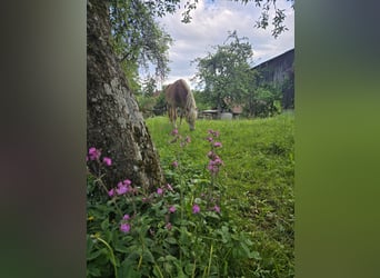Haflinger, Stute, 10 Jahre, 155 cm, Fuchs