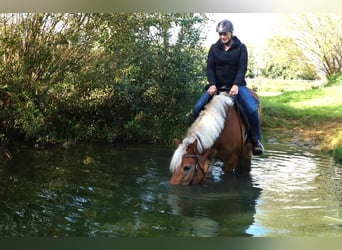 Haflinger, Stute, 10 Jahre, 156 cm, Fuchs