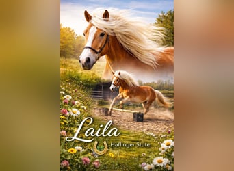 Haflinger Mix, Stute, 10 Jahre, Hellbrauner