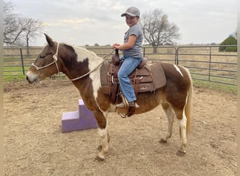 Haflinger Mix, Stute, 11 Jahre, 124 cm