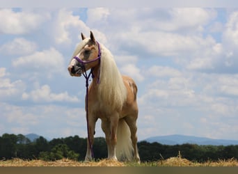 Haflinger, Stute, 11 Jahre, 140 cm