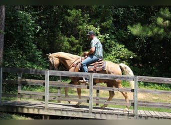 Haflinger, Stute, 11 Jahre, 140 cm