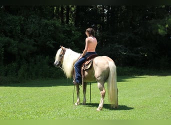 Haflinger, Stute, 11 Jahre, 140 cm