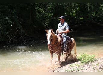 Haflinger, Stute, 11 Jahre, 140 cm