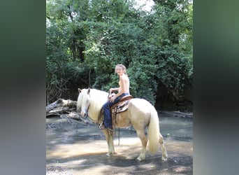 Haflinger, Stute, 11 Jahre, 140 cm