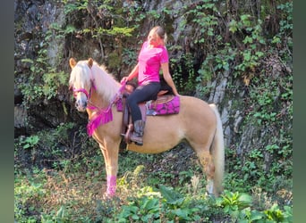 Haflinger, Stute, 11 Jahre, 142 cm, Fuchs