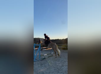 Haflinger, Stute, 11 Jahre, 145 cm