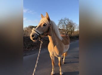 Haflinger, Stute, 11 Jahre, 146 cm