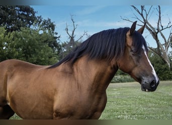 Haflinger, Stute, 11 Jahre, 147 cm, Rotbrauner
