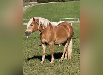 Haflinger, Stute, 11 Jahre, 148 cm, Fuchs