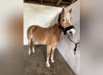 Haflinger, Stute, 11 Jahre, 148 cm, Fuchs