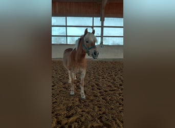 Haflinger, Stute, 11 Jahre, 148 cm, Fuchs
