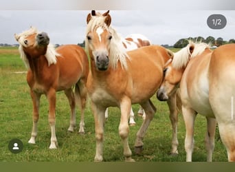 Haflinger, Stute, 11 Jahre, 148 cm, Fuchs