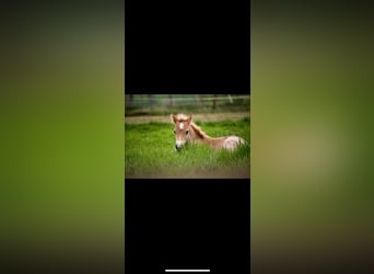 Haflinger, Stute, 11 Jahre, 148 cm, Fuchs