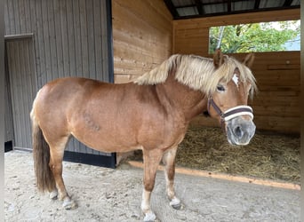 Haflinger Mix, Stute, 11 Jahre, 150 cm