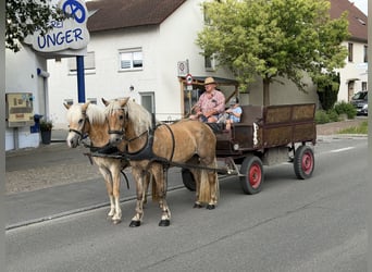 Haflinger, Stute, 11 Jahre, 150 cm, Fuchs
