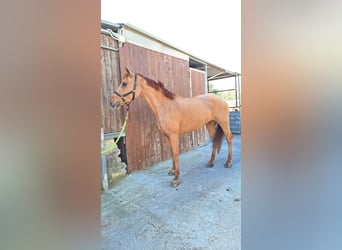 Haflinger Mix, Stute, 11 Jahre, 150 cm, Fuchs