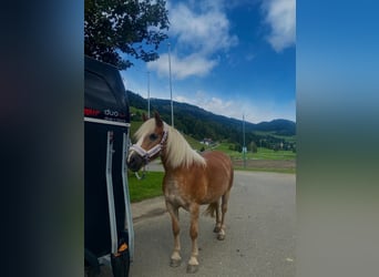Haflinger, Stute, 11 Jahre, 150 cm, Fuchs