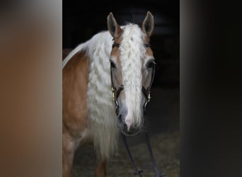 Haflinger, Stute, 11 Jahre, 150 cm, Hellbrauner