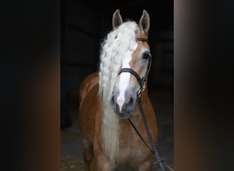 Haflinger, Stute, 11 Jahre, 150 cm, Hellbrauner